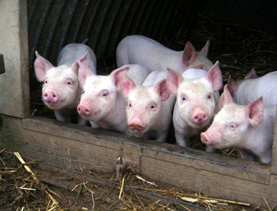 Как построить сарай для содержания свиней