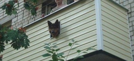 Окошко для собаки на балконе