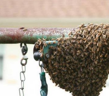 Избавляемся от пчел и ос самостоятельно